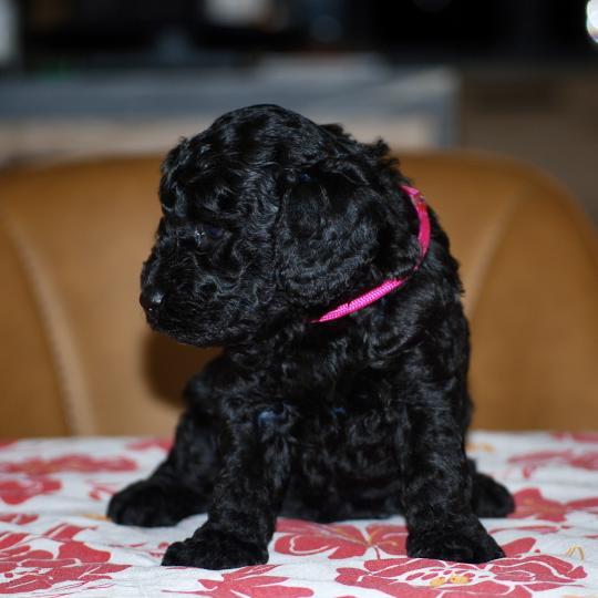 chiot Caniche Noire Betsy col rose Elevage zadatis  caniche , teckel