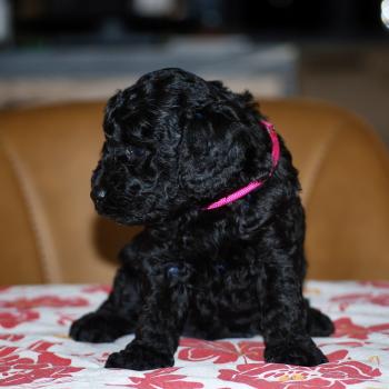 chiot Caniche Noire Betsy col rose Elevage zadatis  caniche , teckel