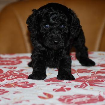 chiot Caniche Noire Betsy col rose Elevage zadatis  caniche , teckel