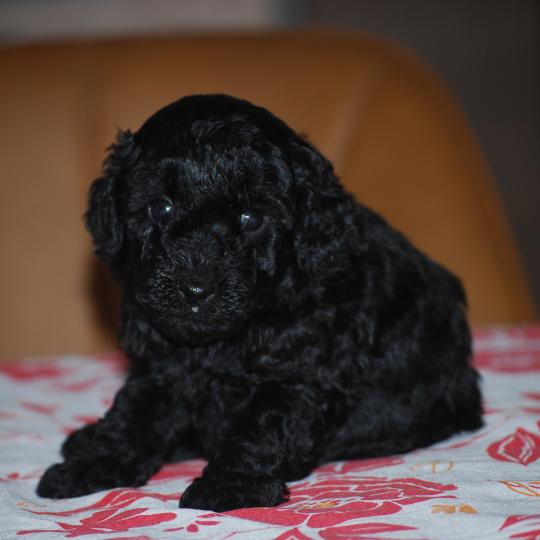 chiot Caniche Noire Betsy col rose Elevage zadatis  caniche , teckel