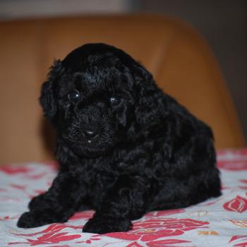 chiot Caniche Noire Betsy col rose Elevage zadatis  caniche , teckel