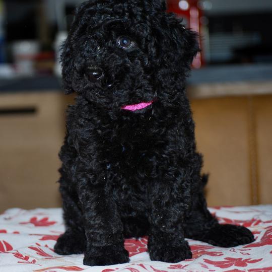 ZADATIS Colette col rose Femelle Caniche