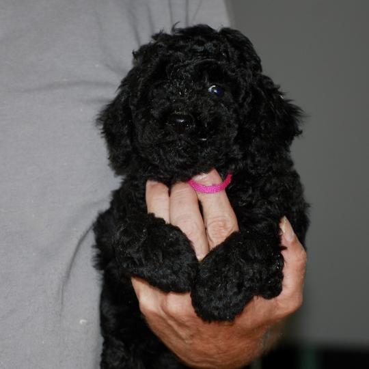 chiot Caniche Noire Betsy col rose Elevage zadatis  caniche , teckel