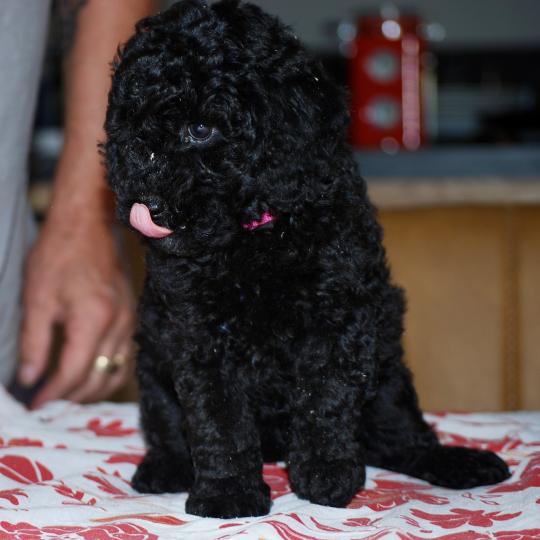 chiot Caniche Noire Betsy col rose Elevage zadatis  caniche , teckel