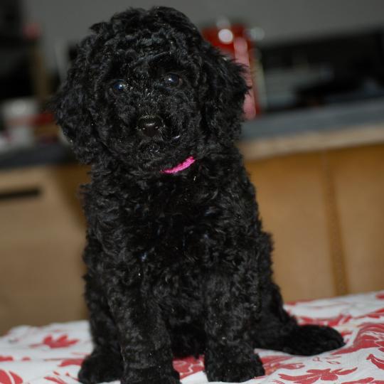 chiot Caniche Noire Betsy col rose Elevage zadatis  caniche , teckel