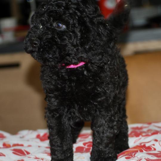 chiot Caniche Noire Betsy col rose Elevage zadatis  caniche , teckel