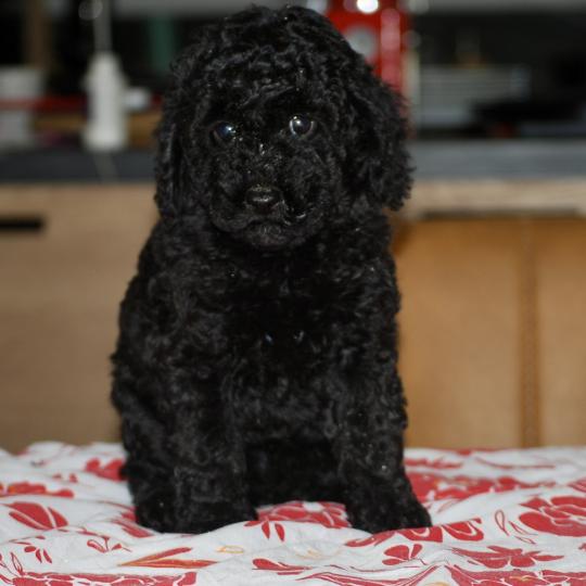 chiot Caniche Noire Betsy col rose Elevage zadatis  caniche , teckel
