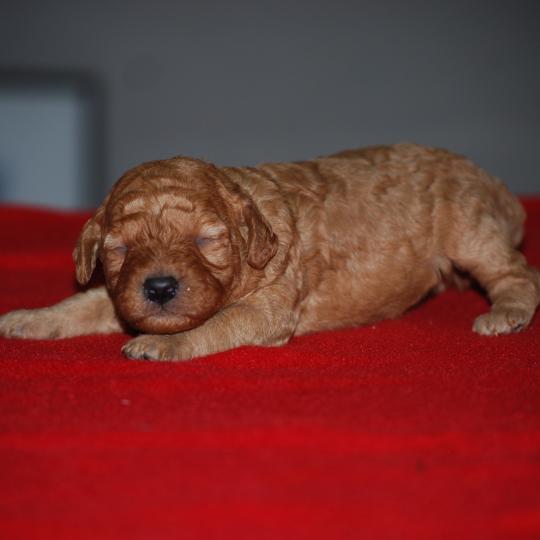 ZADATIS Beyla collier noir Femelle Caniche