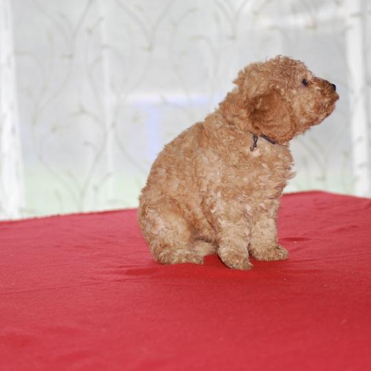 ZADATIS Beyla collier noir Femelle Caniche