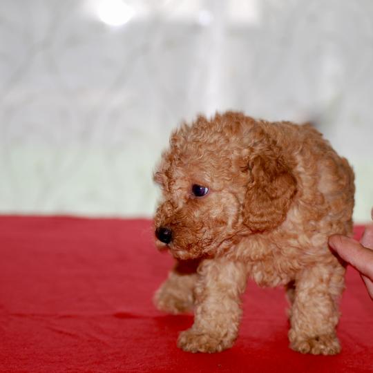 chiot Caniche Beyla collier noir Elevage zadatis  caniche , teckel