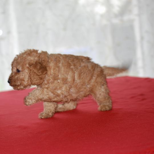 chiot Caniche Beyla collier noir Elevage zadatis  caniche , teckel