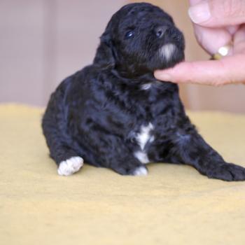 chiot Caniche Noire et blanche Bicolore Elevage zadatis  caniche , teckel