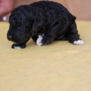 chiot Caniche Noire et blanche Bicolore Elevage zadatis  caniche , teckel