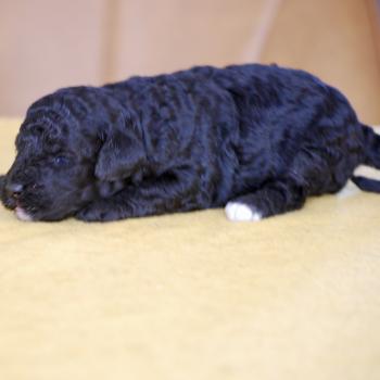 chiot Caniche Noire et blanche Bicolore Elevage zadatis  caniche , teckel