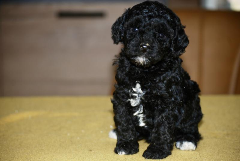 ZADATIS Bekkie Femelle Caniche