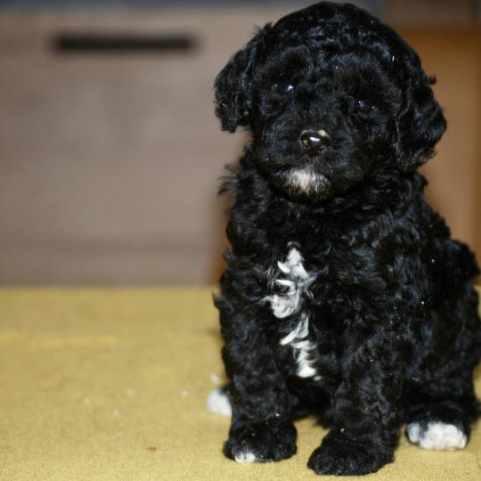 ZADATIS Bekkie Femelle Caniche
