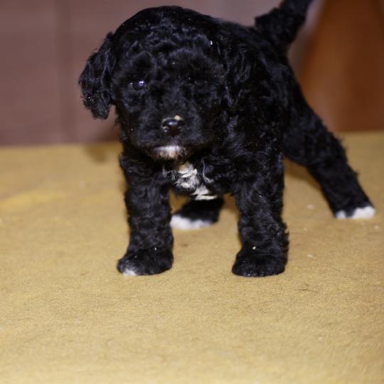 chiot Caniche Noire et blanche Bekkie Elevage zadatis  caniche , teckel