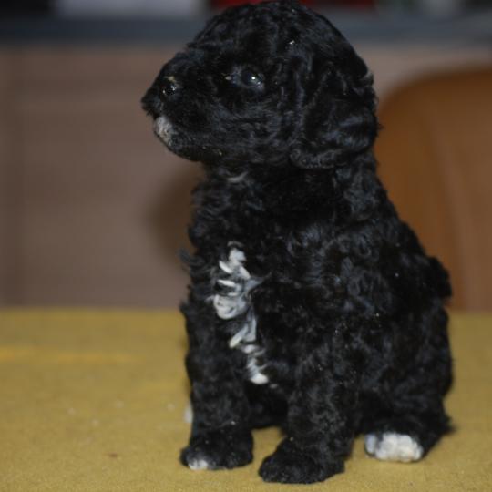 chiot Caniche Noire et blanche Bekkie Elevage zadatis  caniche , teckel