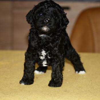 chiot Caniche Noire et blanche Bekkie Elevage zadatis  caniche , teckel