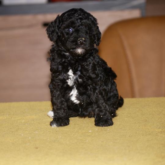 chiot Caniche Noire et blanche Bekkie Elevage zadatis  caniche , teckel