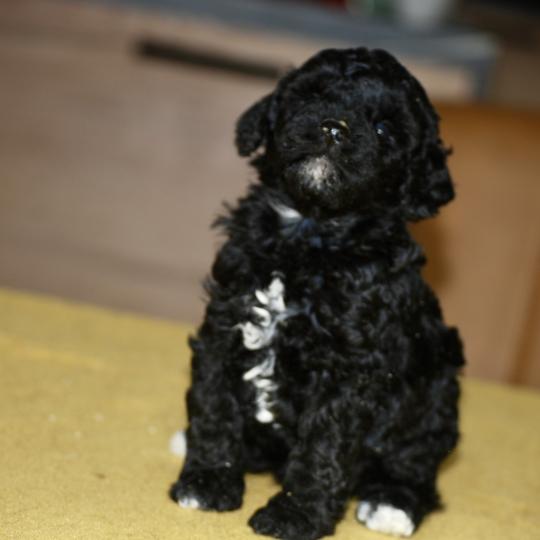 chiot Caniche Noire et blanche Bekkie Elevage zadatis  caniche , teckel