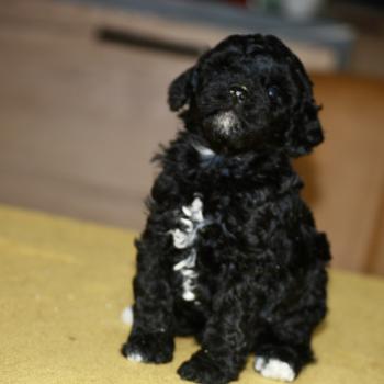 chiot Caniche Noire et blanche Bekkie Elevage zadatis  caniche , teckel
