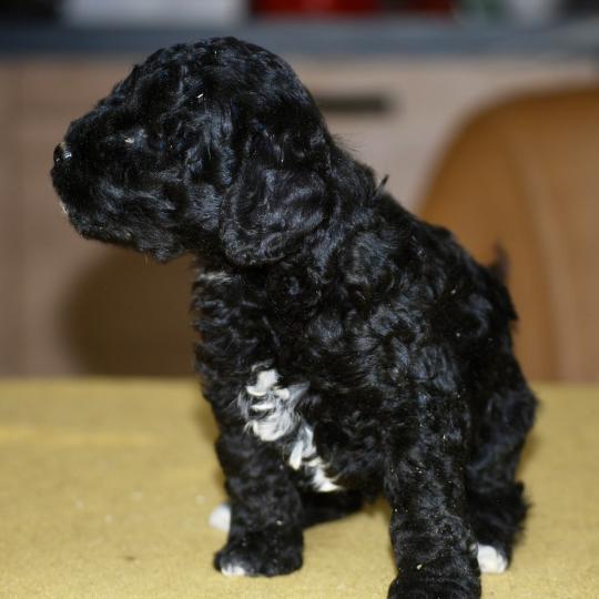 chiot Caniche Noire et blanche Bekkie Elevage zadatis  caniche , teckel