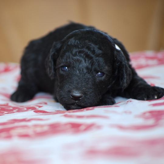 chiot Caniche Noire Bidja col blanc Elevage zadatis  caniche , teckel