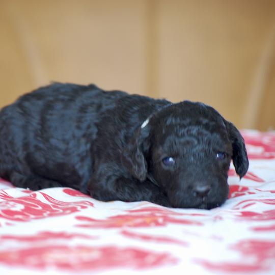 chiot Caniche Noire Bidja col blanc Elevage zadatis  caniche , teckel
