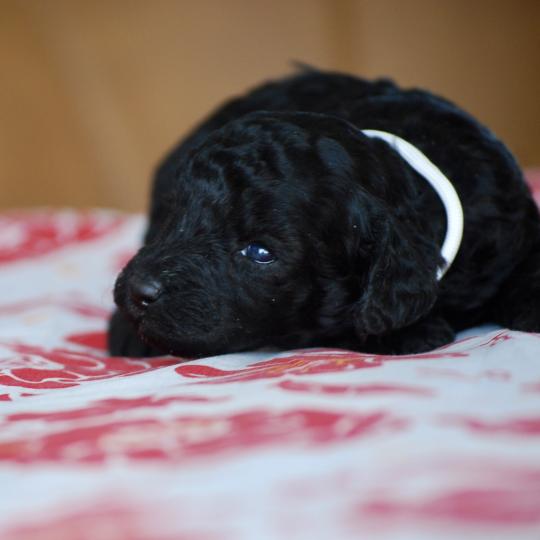 chiot Caniche Noire Bidja col blanc Elevage zadatis  caniche , teckel