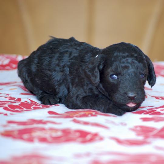 chiot Caniche Noire Bidja col blanc Elevage zadatis  caniche , teckel