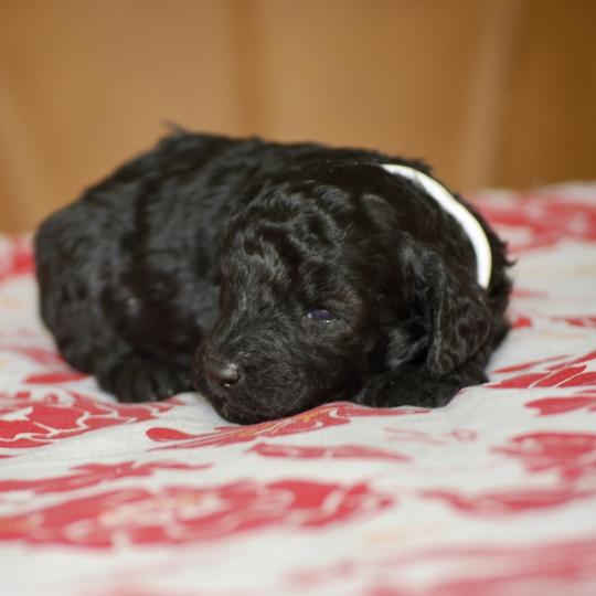 chiot Caniche Noire Bidja col blanc Elevage zadatis  caniche , teckel