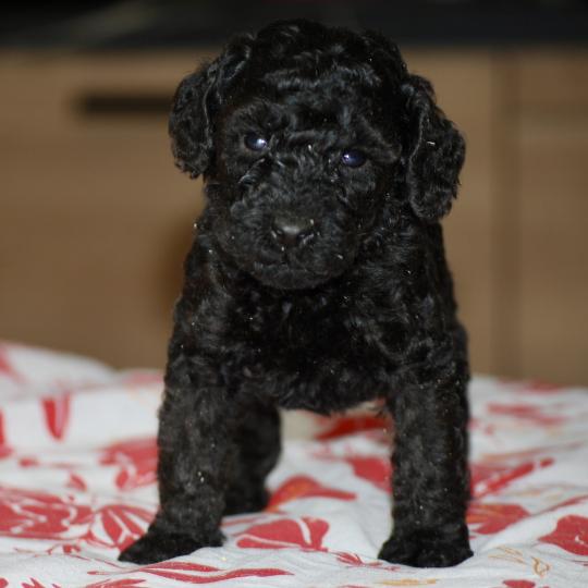 chiot Caniche Noire Bidja col blanc Elevage zadatis  caniche , teckel