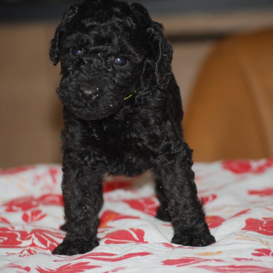 chiot Caniche Noire Bidja col blanc Elevage zadatis  caniche , teckel