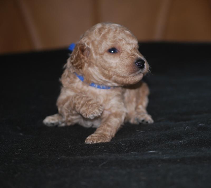 ZADATIS Bidule col bleu foncé Mâle Caniche