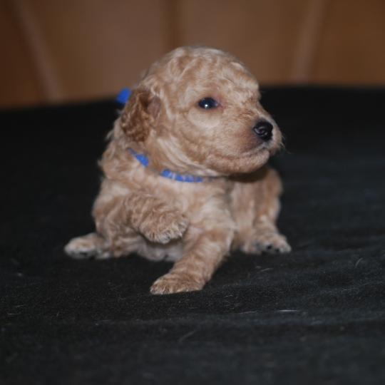 chiot Caniche Champagne Bidule col bleu foncé Elevage zadatis  caniche , teckel