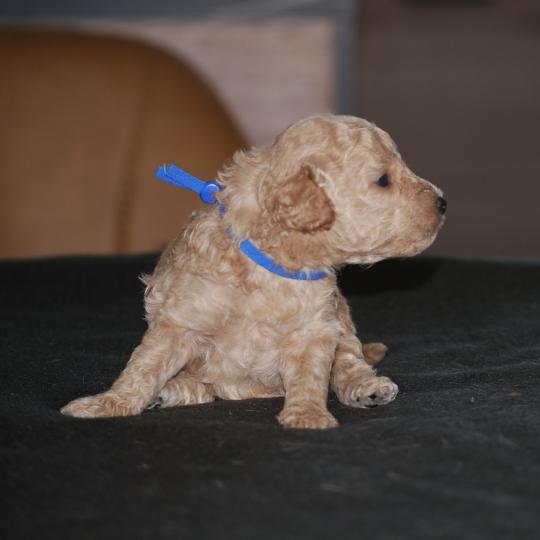 chiot Caniche Champagne Bidule col bleu foncé Elevage zadatis  caniche , teckel