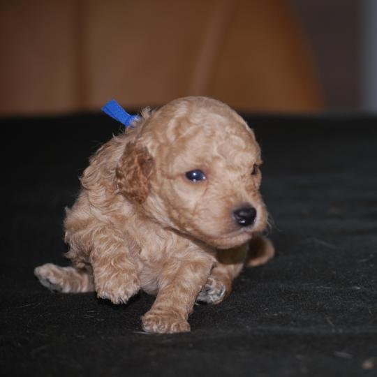 chiot Caniche Champagne Bidule col bleu foncé Elevage zadatis  caniche , teckel
