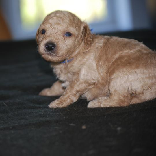 chiot Caniche Champagne Bidule col bleu foncé Elevage zadatis  caniche , teckel