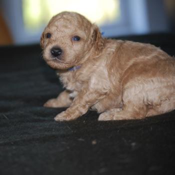 chiot Caniche Champagne Bidule col bleu foncé Elevage zadatis  caniche , teckel