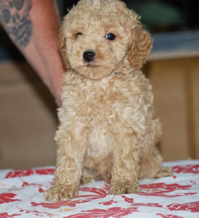 ZADATIS Bidule col bleu foncé Mâle Caniche