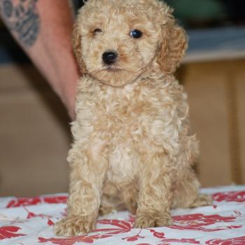 chiot Caniche Abricot Bidule col bleu foncé Elevage zadatis  caniche , teckel