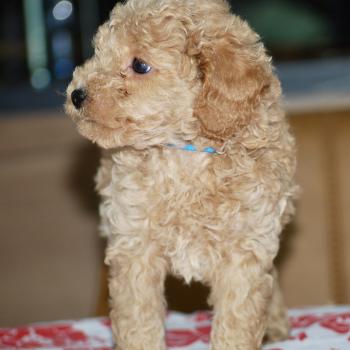 chiot Caniche Abricot Bidule col bleu foncé Elevage zadatis  caniche , teckel