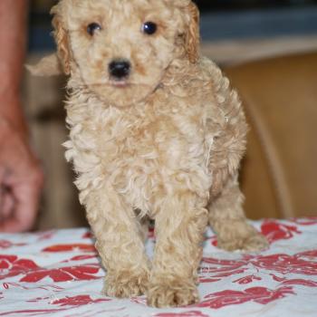 chiot Caniche Abricot Bidule col bleu foncé Elevage zadatis  caniche , teckel