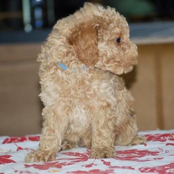 chiot Caniche Abricot Bidule col bleu foncé Elevage zadatis  caniche , teckel