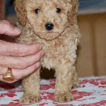 chiot Caniche Abricot Bidule col bleu foncé Elevage zadatis  caniche , teckel