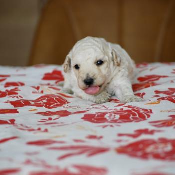 chiot Caniche Blanc Bijou Elevage zadatis  caniche , teckel
