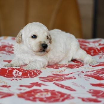 chiot Caniche Blanc Bijou Elevage zadatis  caniche , teckel