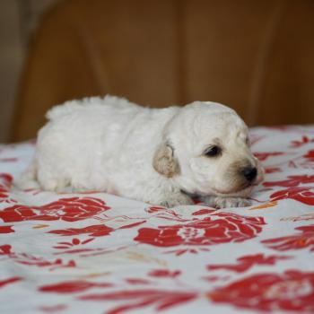 chiot Caniche Blanc Bijou Elevage zadatis  caniche , teckel