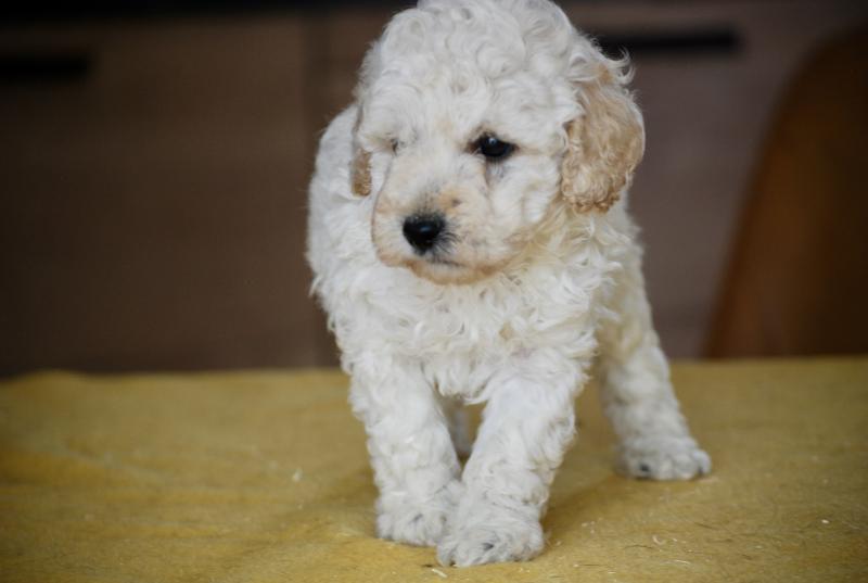 ZADATIS Bijou Mâle Caniche